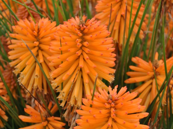 trytoma-poco-orange-sadzonki-5 Trytoma POCO ORANGE - sadzonki w doniczkach