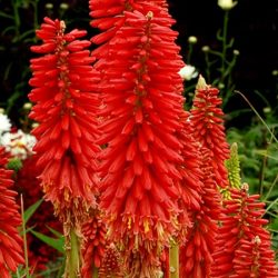 Trytoma REDHOT POPSICLE - sadzonki w doniczkach