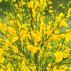 Żarnowiec miotlasty - sadzonki w doniczkach