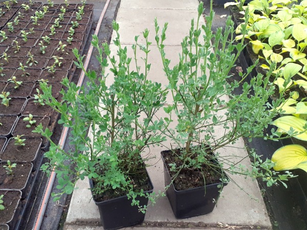 Żarnowiec miotlasty - sadzonki w doniczkach C2