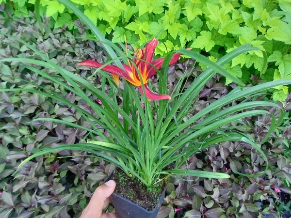 Liliowiec SAMMY RUSSELL - sadzonki w doniczkach P11