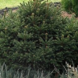 Świerk pospolity BARRYI - sadzonki w doniczkach