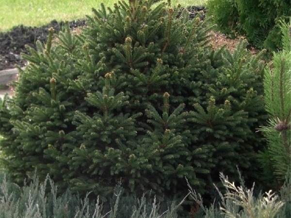 I089-swierk-pospolity-barryi-6 Świerk pospolity BARRYI - sadzonki w doniczkach