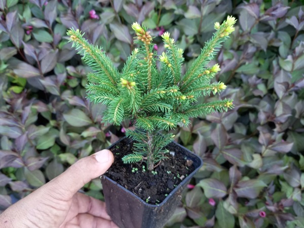 I089-swierk-pospolity-barryi-p9 Świerk pospolity BARRYI - sadzonki w doniczkach P9