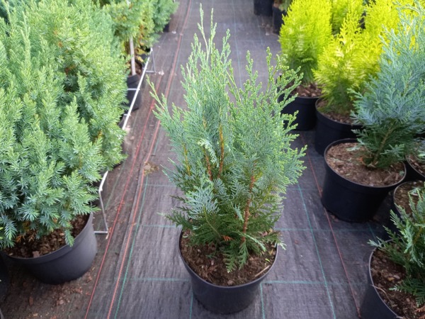 cyprysik-lawsona-columnaris-sadzonki-c3 Cyprysik Lawsona COLUMNARIS - sadzonki w doniczkach C3