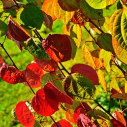 Grujecznik japoński - sadzonki w doniczkach