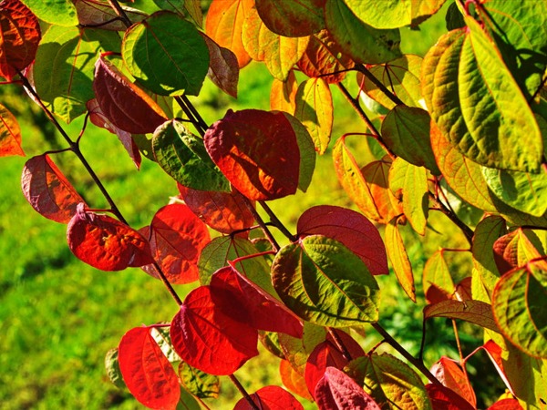 grujecznik-japonski-sadzonki-8 Grujecznik japoński - sadzonki w doniczkach