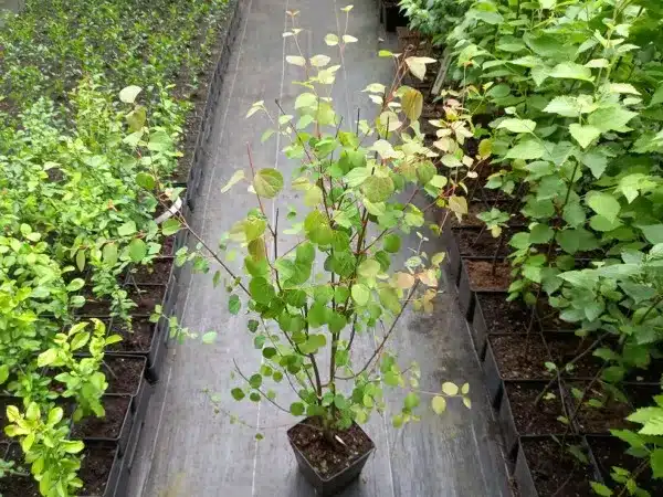 grujecznik-japonski-sadzonki-c2 Grujecznik japoński - sadzonki w doniczkach C2