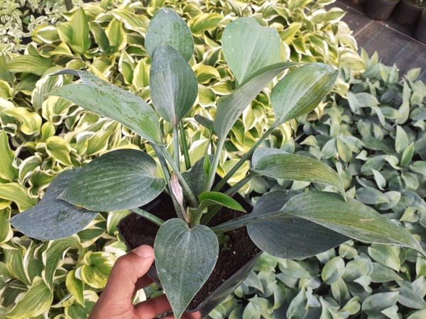 Funkia (hosta) HALCYON - sadzonki w doniczkach P11