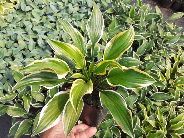 hosta-funkia-queen-josephine-sadzonki-p11 Funkia (hosta) QUEEN JOSEPHINE - sadzonki w doniczkach P11