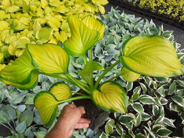 hosta-funkia-stained-glass-sadzonki-p11 Funkia (hosta) STAINED GLASS - sadzonki w doniczkach P11