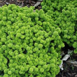 Jodła balsamiczna PICCOLO - sadzonki w doniczkach