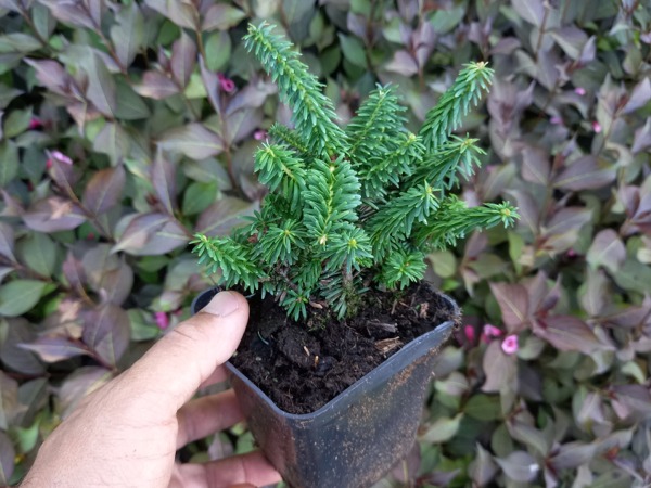 Jodła balsamiczna PICCOLO - sadzonki w doniczkach P9