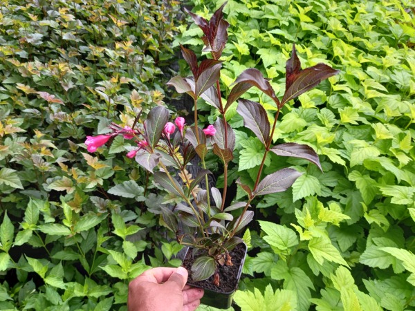 Krzewuszka cudowna VICTORIA - sadzonki w doniczkach P9