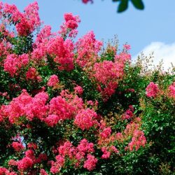 Lagerstroemia indyjska - sadzonki w doniczkach