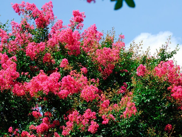 lagerstroemia-indyjska-sadzonki-6 Lagerstroemia indyjska - sadzonki w doniczkach