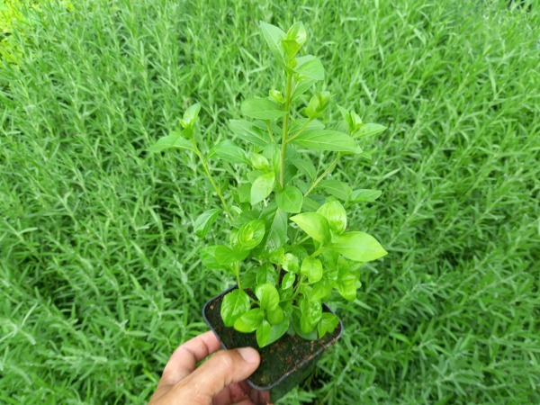 lagerstroemia-indyjska-sadzonki-p9 Lagerstroemia indyjska - sadzonki w doniczkach P9