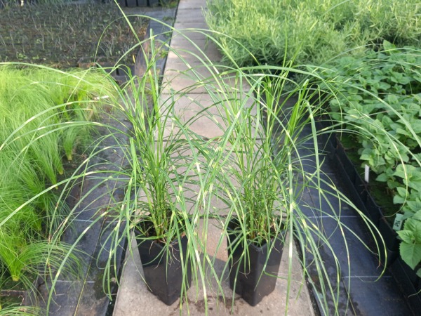 Miskant chiński LITTLE ZEBRA - sadzonki w doniczkach C2