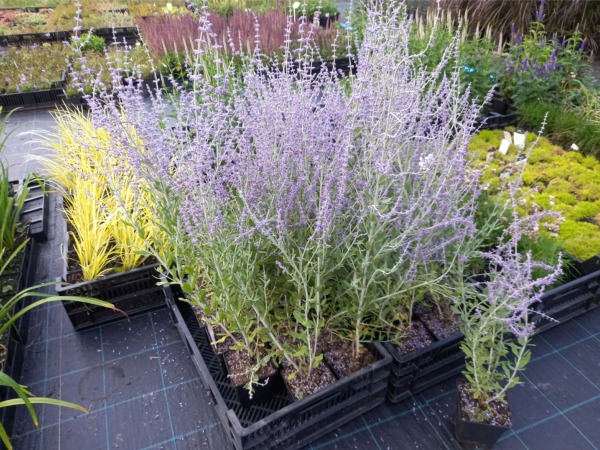 Perowskia BLUE SPIRE - sadzonki w doniczkach P11