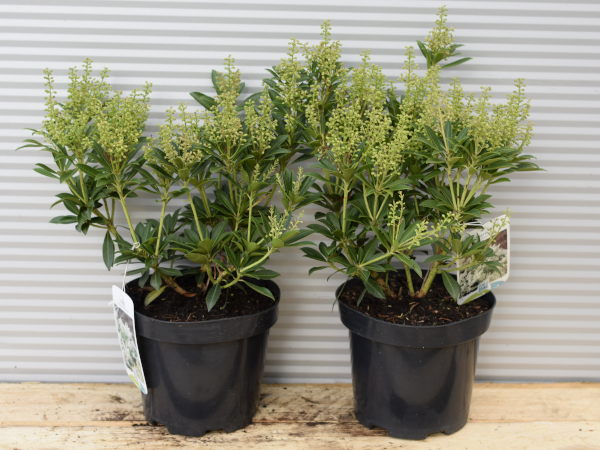 pieris-japonski-debutante-c25 Pieris japoński DEBUTANTE - sadzonki w doniczkach C2,5