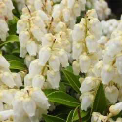 Pieris japoński DEBUTANTE - sadzonki w doniczkach