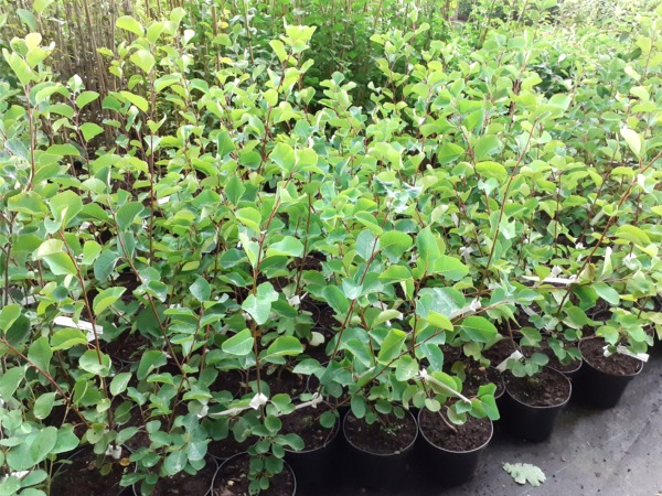 Świdośliwa olcholistna - sadzonki w doniczkach C1,5