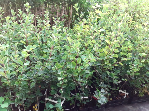 Świdośliwa olcholistna - sadzonki w doniczkach P11