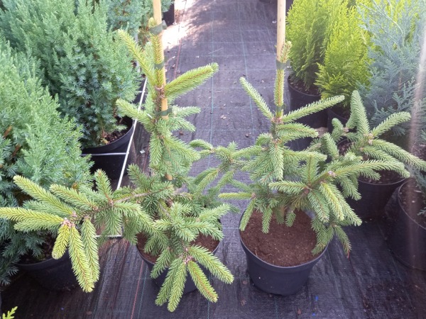 swierk-pospolity-acrocona-sadzonki-c3 Świerk pospolity ACROCONA - sadzonki w doniczkach C3