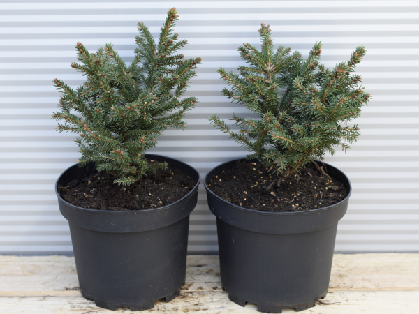 swierk-pospolity-barryi-c3 Świerk pospolity BARRYI - sadzonki w doniczkach C3