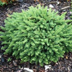 Świerk pospolity PUMILA NIGRA - sadzonki w doniczkach