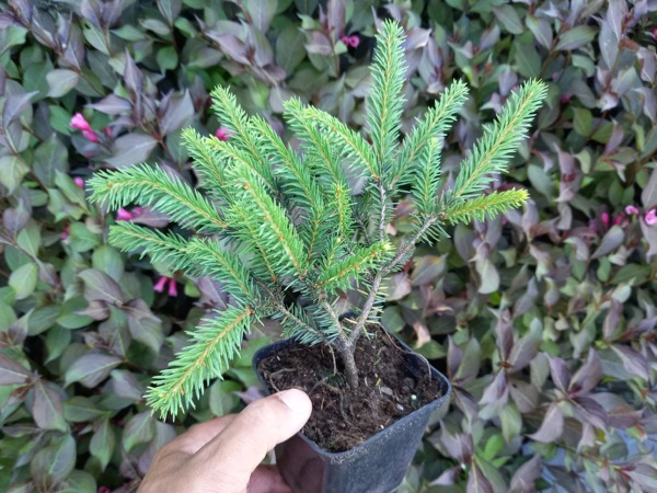 Świerk pospolity PUMILA NIGRA - sadzonki w doniczkach P9