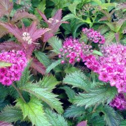 Tawuła japońska CRISPA - sadzonki w doniczkach