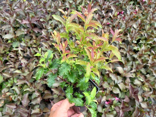 Tawuła japońska CRISPA - sadzonki w doniczkach P9