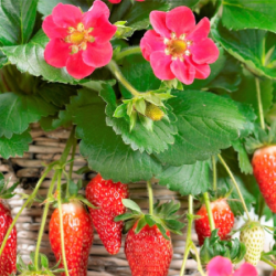 Truskawka pnąca wisząca ROMAN - sadzonki w doniczkach
