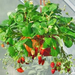 Truskawka pnąca wisząca ROMAN - sadzonki w doniczkach