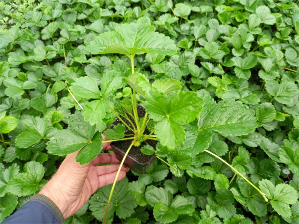 Truskawka pnąca, wisząca ROMAN - sadzonki w doniczkach P9