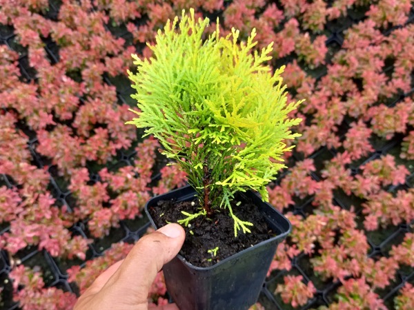 Żywotnik zachodni (thuja) AMBER GLOW - sadzonki w doniczkach P9