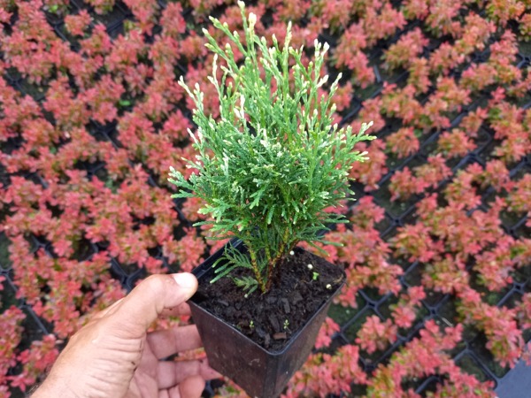 Żywotnik zachodni (thuja) GOLDPERLE - sadzonki w doniczkach P9