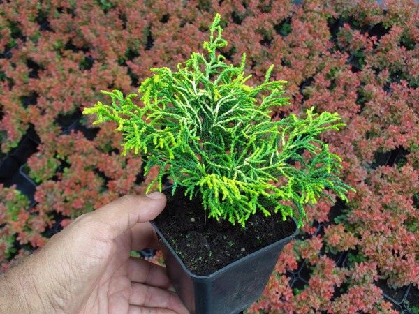 Cyprysik japoński TSATSUMI GOLD - sadzonki w doniczkach P9