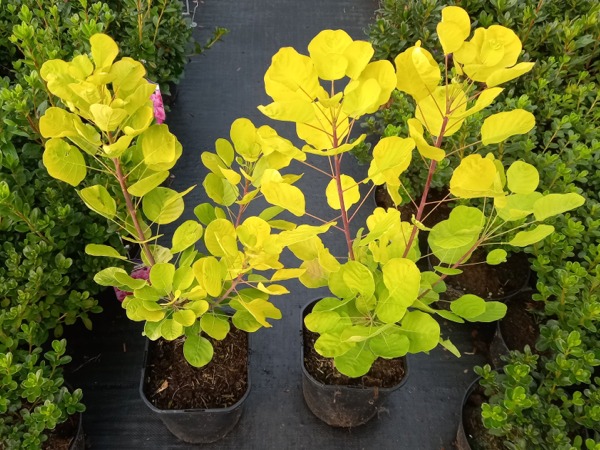 Perukowiec podolski AUREA - sadzonki w doniczkach C3