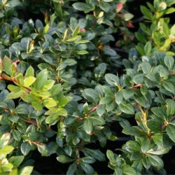 Berberys pośredni PARKJUWEEL - sadzonki w doniczkach