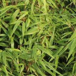 Fargezja (Fargesia) rozłożysta, rdzawa - sadzonki w doniczkach