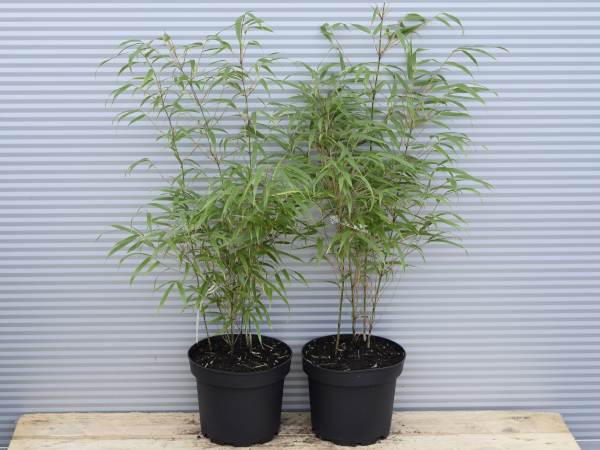 fargezja-rdzawa-c3 Fargezja rdzawa - sadzonki w doniczkach C3