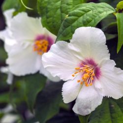 Jaśminowiec wonny BELLE ETOILE - sadzonki w doniczkach