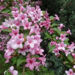 Krzewuszka cudowna PICCOLO - sadzonki w doniczkach