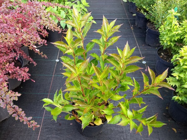 Krzewuszka cudowna PICCOLO - sadzonki w doniczkach C2