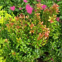 Pieris japoński LITTLE HEATH GREEN - sadzonki w doniczkach