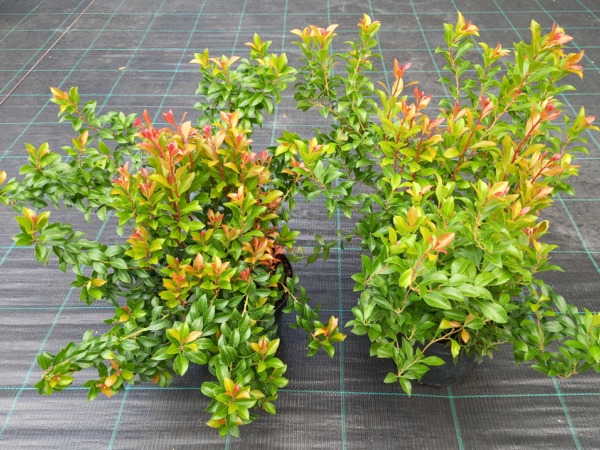 Pieris japoński LITTLE HEATH GREEN - sadzonki w doniczkach C2