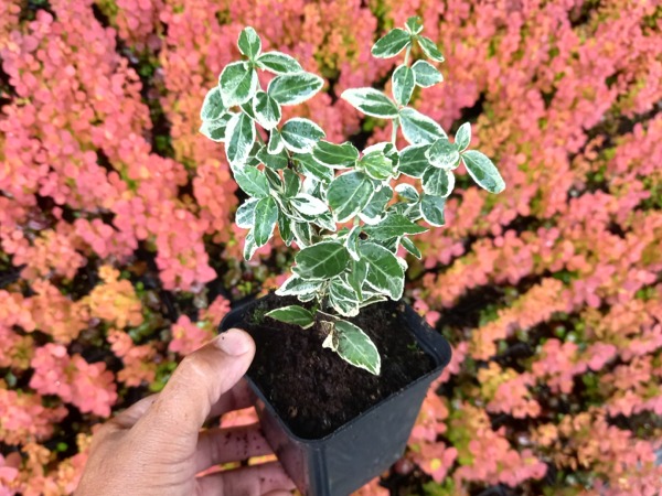 trzmielina-fortunea-emerald-gaiety-sadzonki-p9 Trzmielina Fortune'a EMERALD GAIETY - sadzonki w doniczkach P9