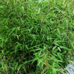 Fargezja lśniąca (fargesia) GREAT WALL - sadzonki w doniczkach